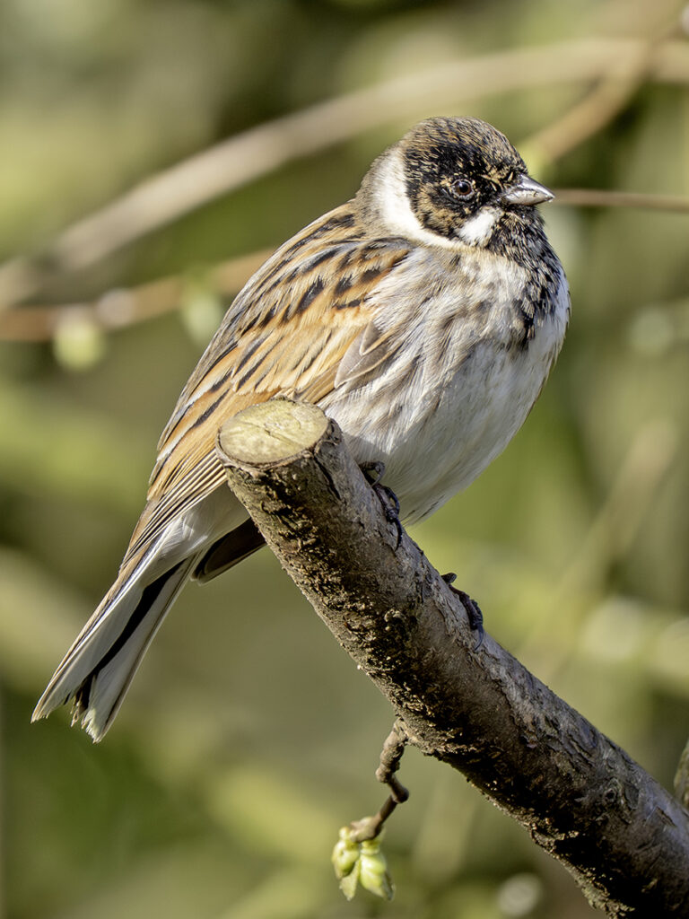 Reed Bunting, by Paul Newey