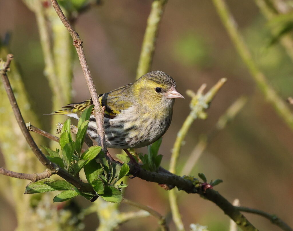 Siskin, by Trevor Baker