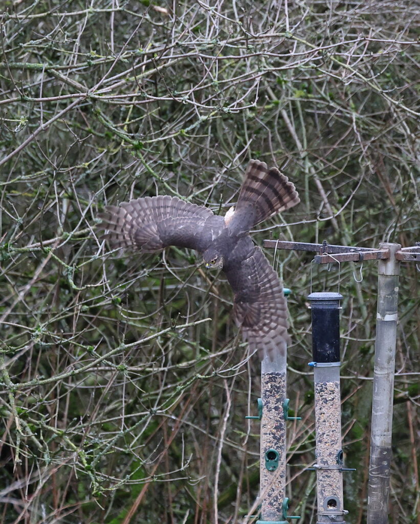 Sparrowhawk, by Trevor Baker