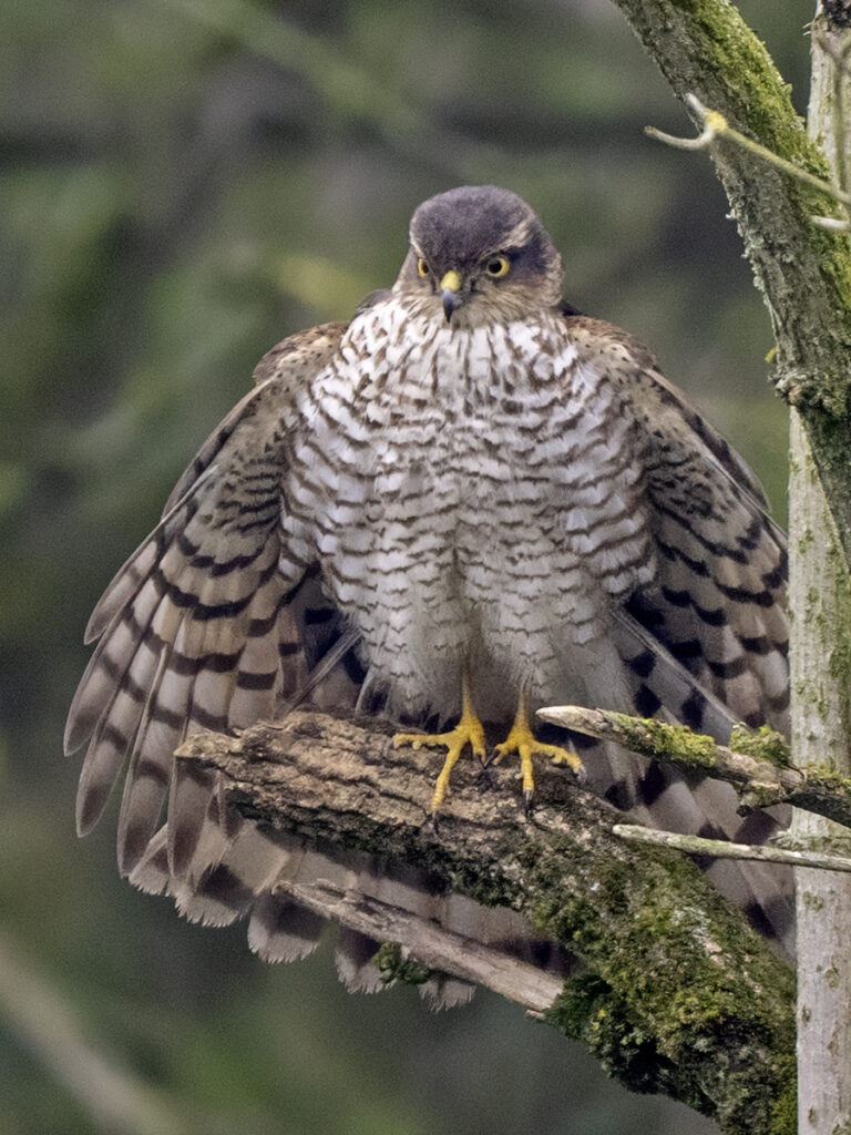 Sparrowhawk, by Paul Newey