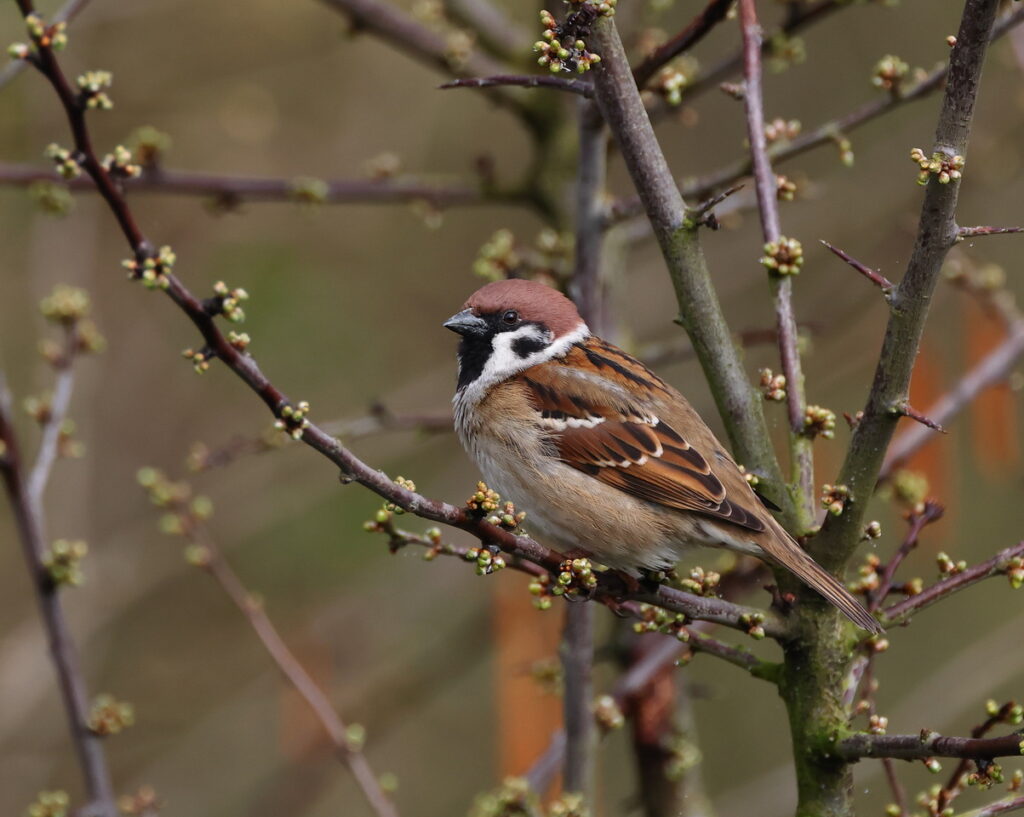 Tree Sparrow, by Trevor Baker