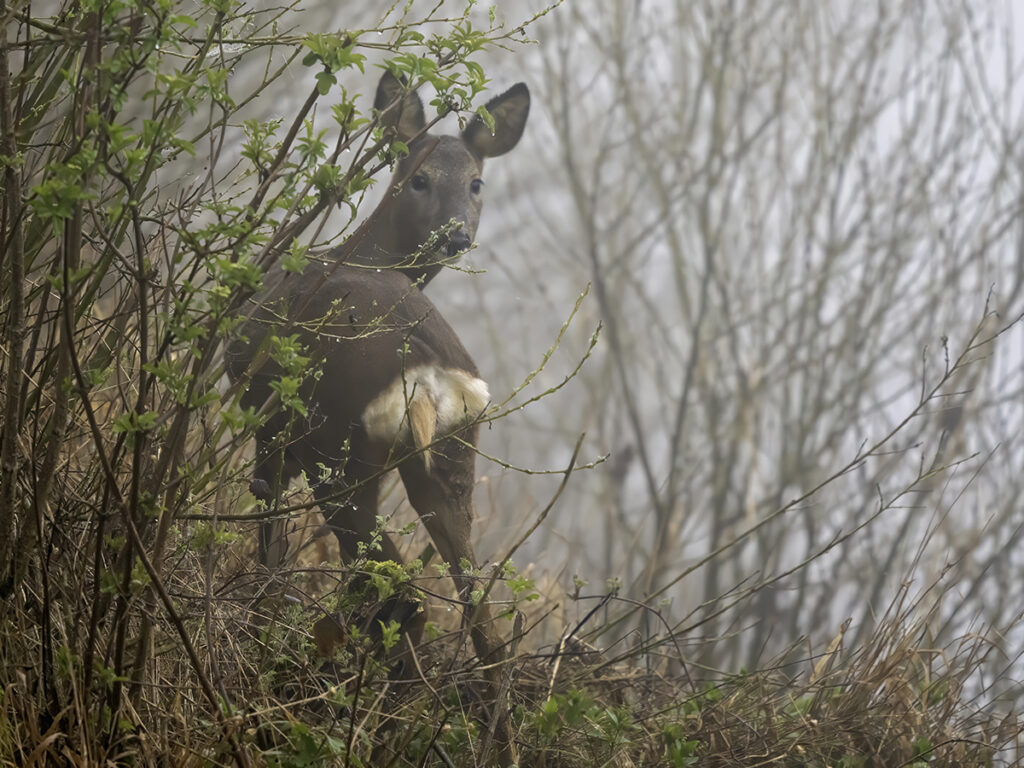Roe Deer, by Paul Newey