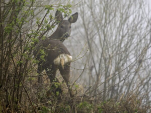 Roe Deer, by Paul Newey