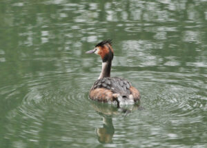Great Crested Grebe, by Eric Ward