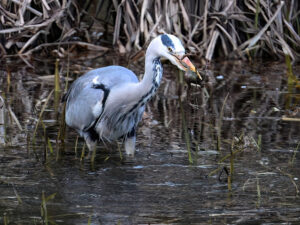 Heron with Frog, by Alistair Peterson