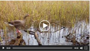 Greylag goose video