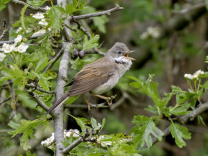 Whitethroat, by Paul Newey