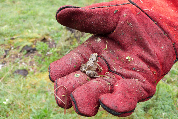 Frog in the silver birch area of the Reserve