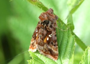 Autographa pulchrina - Beautiful Golden Y