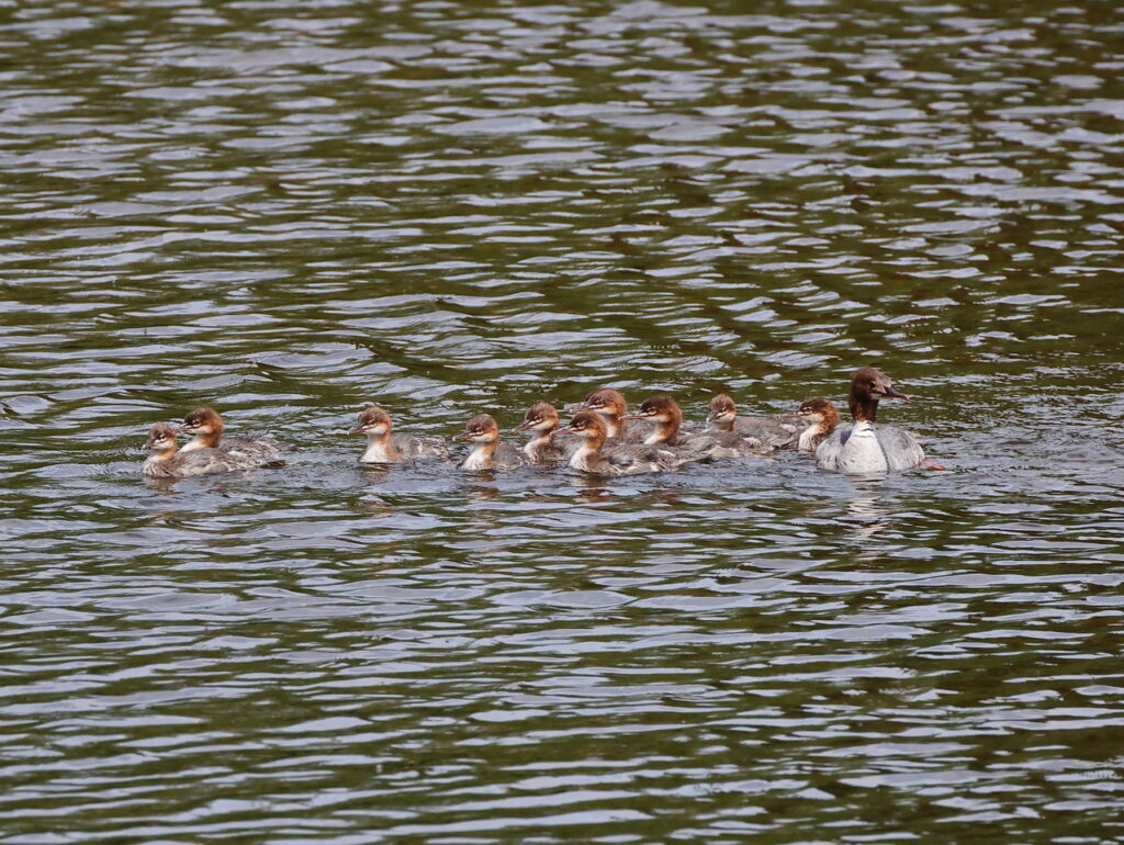 Goosander and young, by Trevor Baker