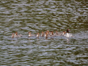 Goosander and young, by Trevor Baker