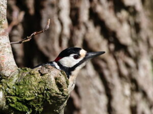Great Spotted Woodpecker, by Trevor Baker