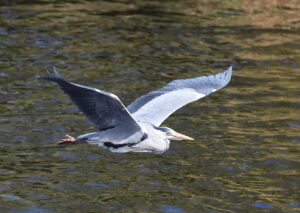 Grey Heron, by Trevor Baker