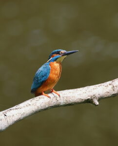 Kingfisher, by Trevor Baker