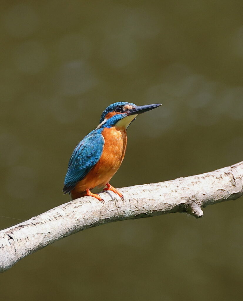Kingfisher, by Trevor Baker