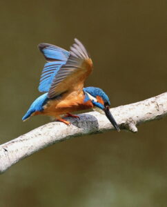 Kingfisher, by Trevor Baker