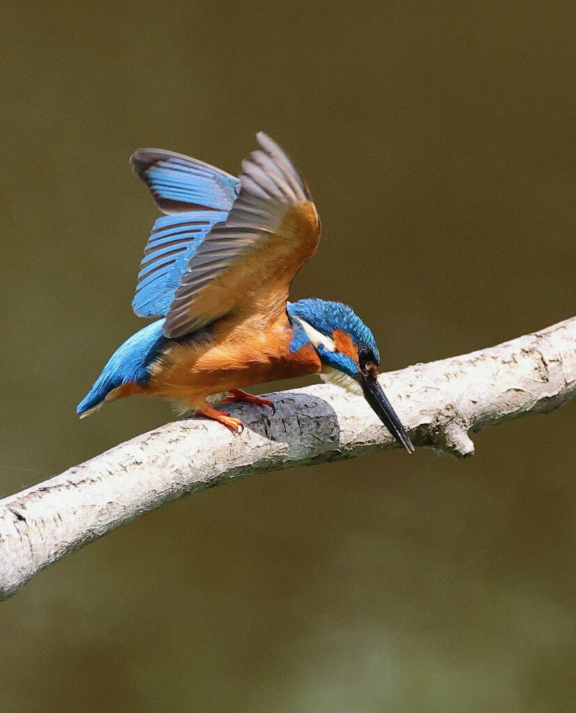 Kingfisher, by Trevor Baker