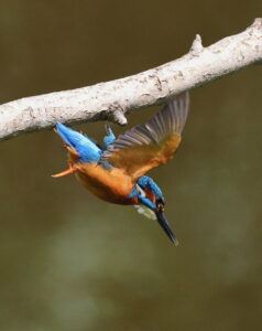 Kingfisher, by Trevor Baker