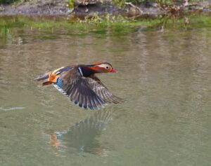 Mandarin Duck, by Trevor Baker