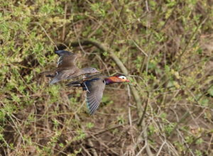 Mandarin Ducks, by Trevor Baker