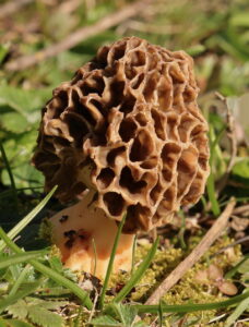 Morel Morchella esculenta, by Trevor Baker
