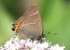 Butterfly, by Eric Ward