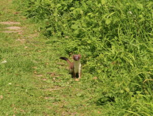 Stoat, by Trevor Baker