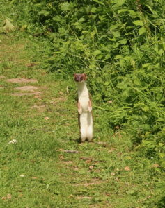 Stoat, by Trevor Baker
