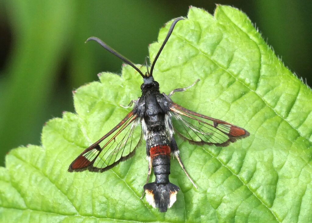 Synanthedon formicaeformis - Red-tipped Clearwing, HB, June 2026