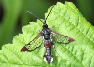 Synanthedon formicaeformis - Red-tipped Clearwing, HB, June 2026