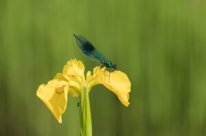 Banded Demoiselle, by David Mitchell