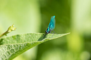 Banded Demoiselle, by David Mitchell
