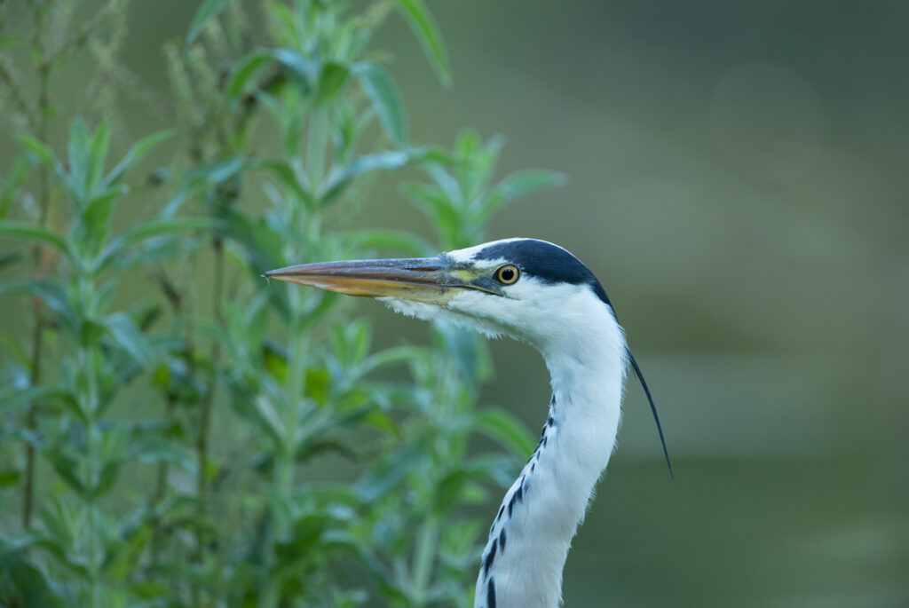 Heron, by David Mitchell