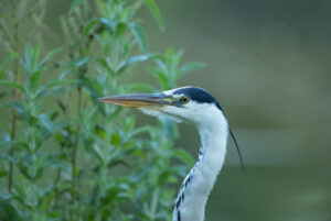 Heron, by David Mitchell