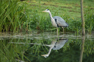 Heron, by David Mitchell