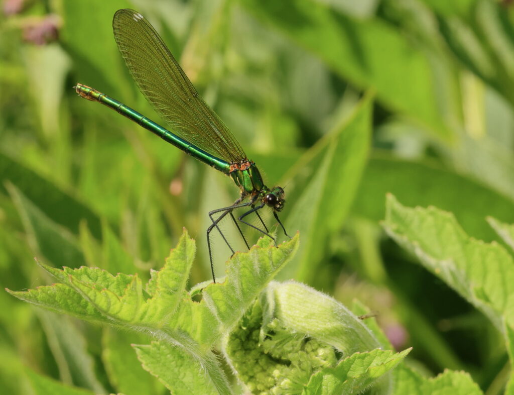 Banded Demoiselle Calopteryx splendens, by Trevor Baker