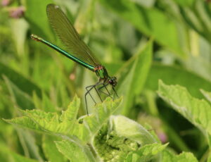 Banded Demoiselle Calopteryx splendens, by Trevor Baker