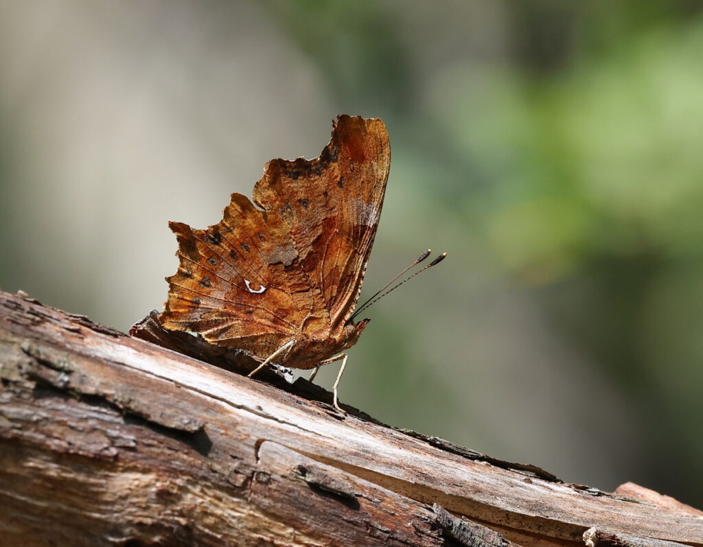 Comma Polygonia c-album, by Trevor Baker