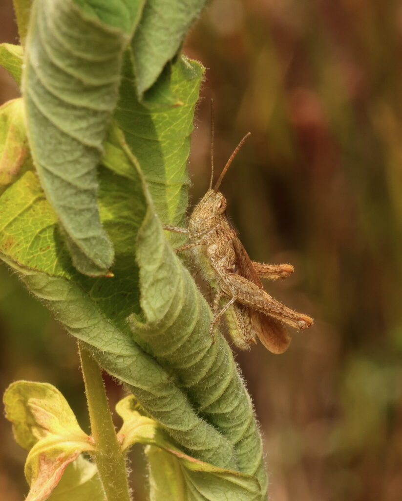 Common Field Grasshopper Chorthippus brunneus 