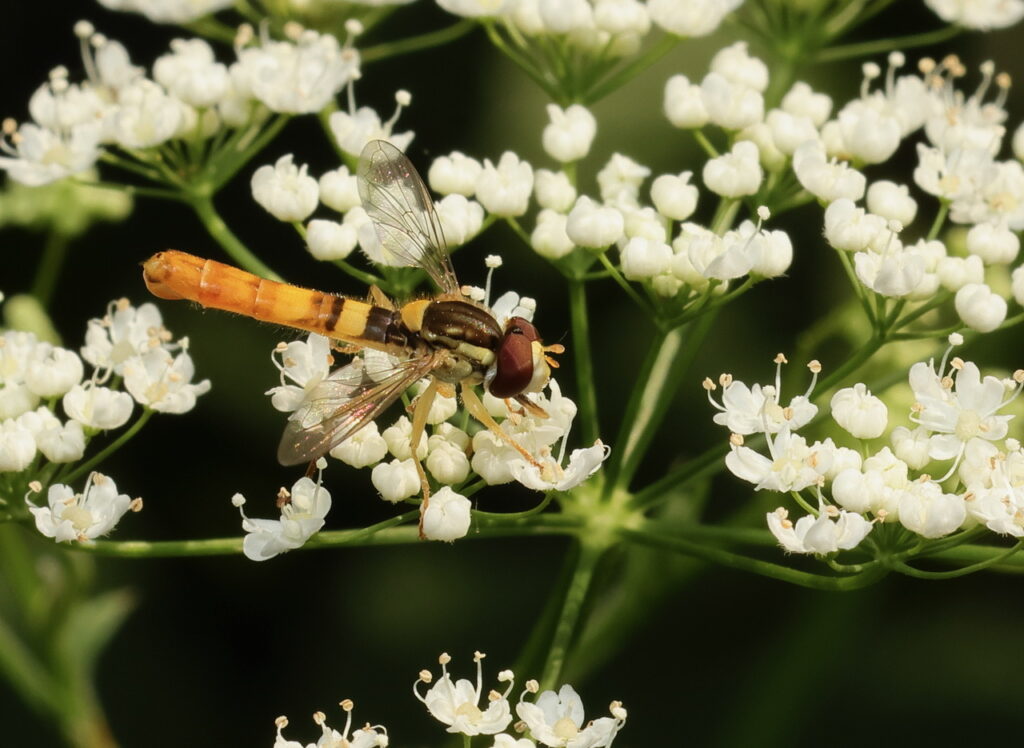 Common Globetail Sphaerophoria scripta, by Trevor Baker