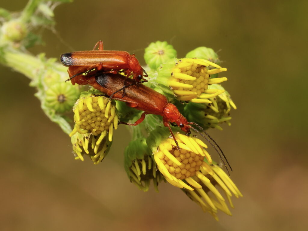 Common Red Soldier Beetle Rhagonycha fulva, by Trevor Baker
