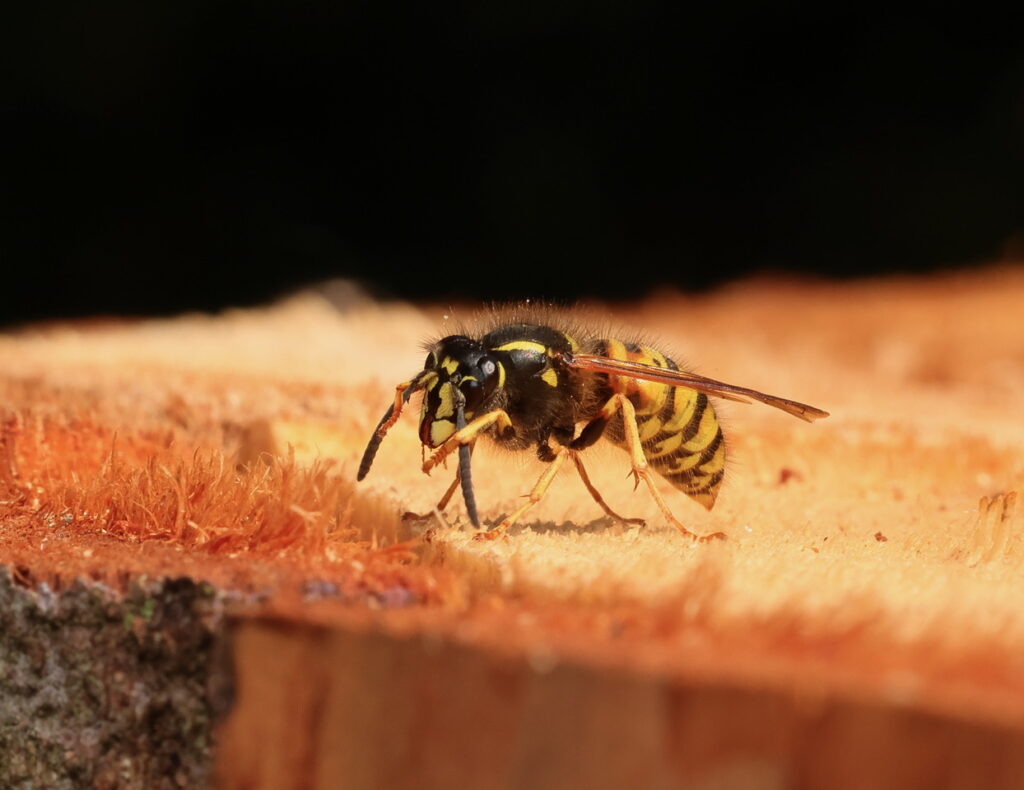 Common Wasp Vespula vulgaris, by Trevor Baker
