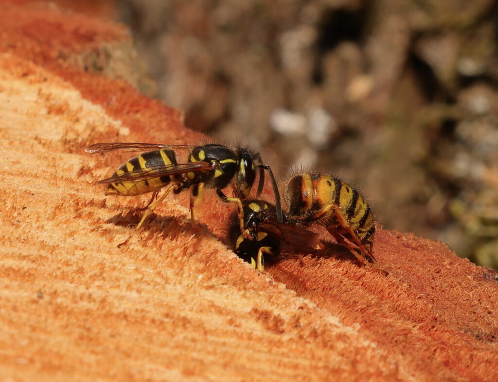 Common Wasp Vespula vulgaris, by Trevor Baker