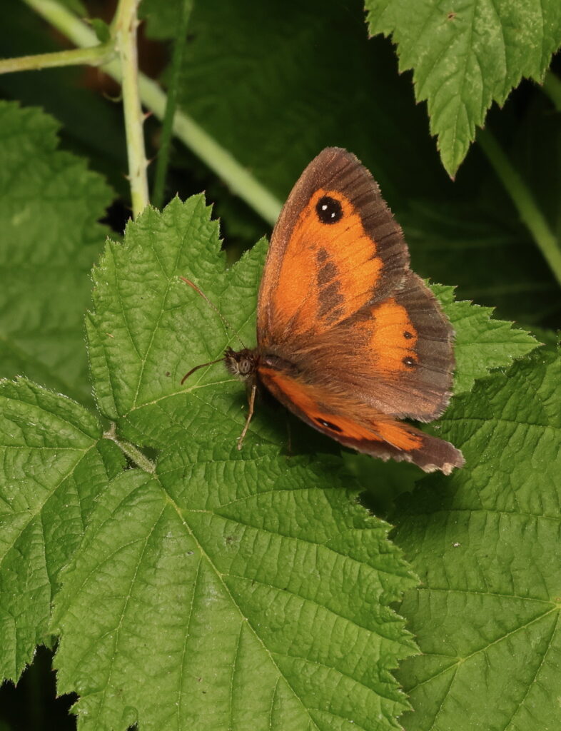 Gatekeeper Pyronia tithonus, by Trevor Baker