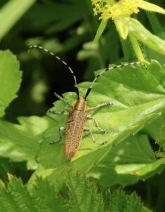 Golden-bloomed Grey Longhorn Beetle Agapanthia villosoviridescens, by Trevor Baker