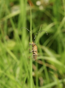 Golden-bloomed Grey Longhorn Beetle Agapanthia villosoviridescens, by Trevor Baker