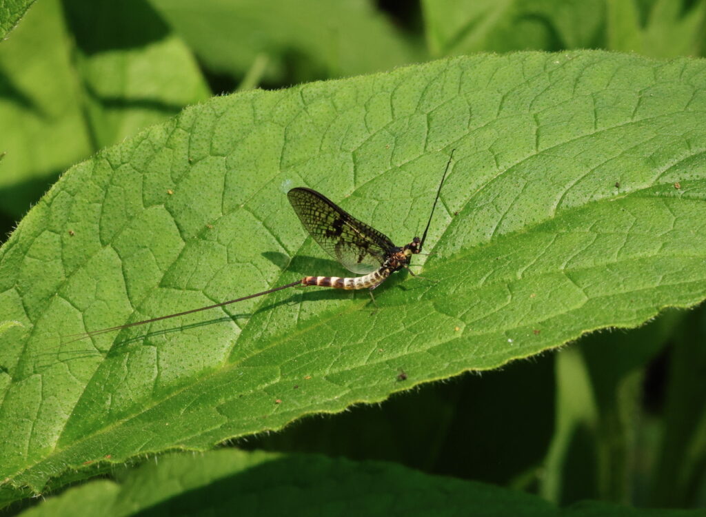 Green Drake Mayfly Ephemera danica, by Trevor Baker