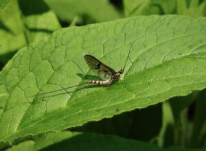 Green Drake Mayfly Ephemera danica, by Trevor Baker