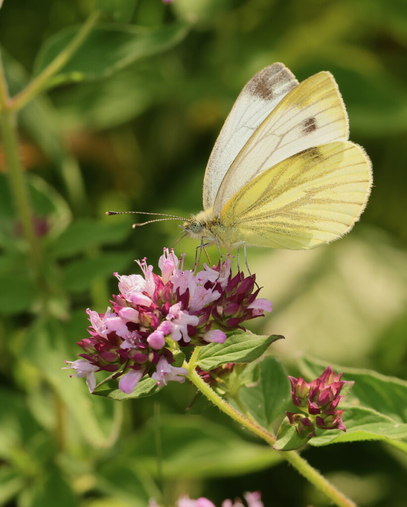 Green-veined White Pieris napi, by Trevor Baker