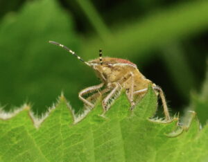 Hairy Shieldbug Dolycoris baccarum, by Trevor Baker